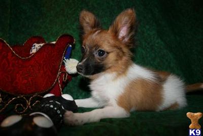 Papillon Puppies for Sale